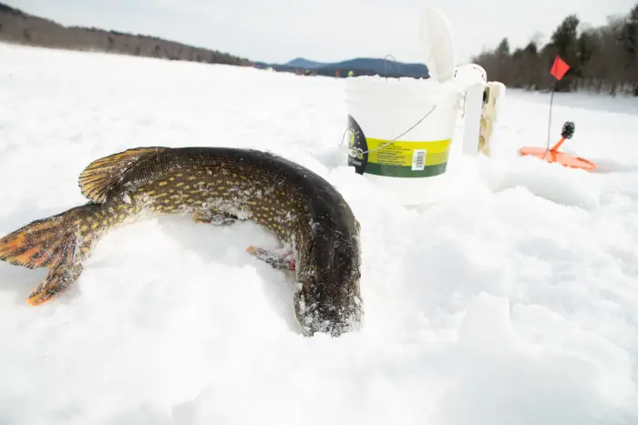 A fish on an icy lake surrounded by ice fishing gear.