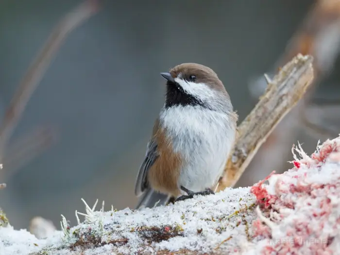 Species like Boreal Chickadees can be found in the coniferous habitats along Route 28N. Image courtesy of MasterImages.org.