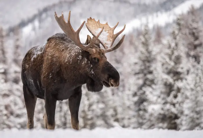 A large moose stands in a snowy landscape