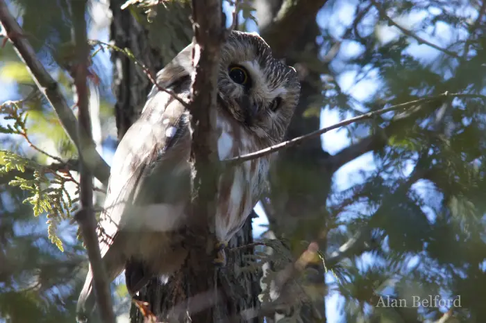 It was nice to hear a Northern Saw-whet Owl while I lay in the tent.