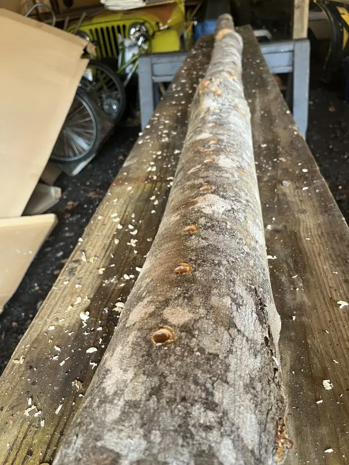 Inoculated Mushroom Logs