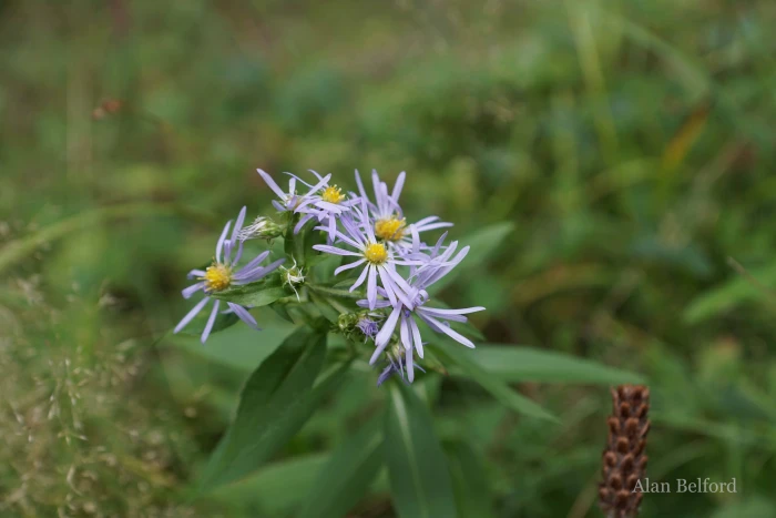 New York aster was one of the wildflowers we found during our hike.