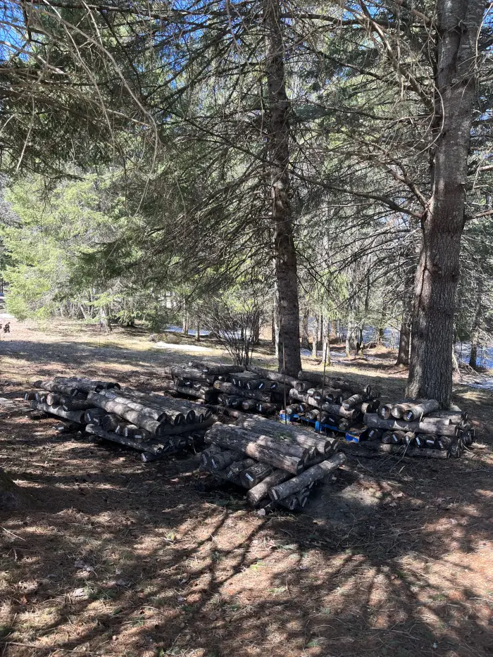 mushroom logs stored for the year