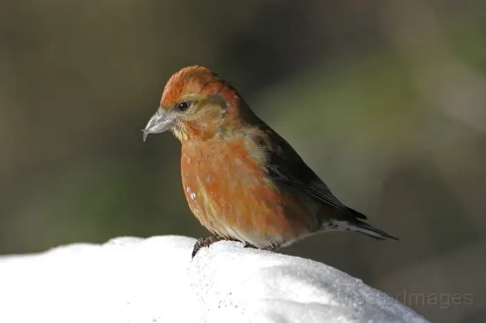 Red Crossbills have been getting seen in coniferous habitats this summer throughout the Adirondacks. Image courtesy of www.masterimages.org.