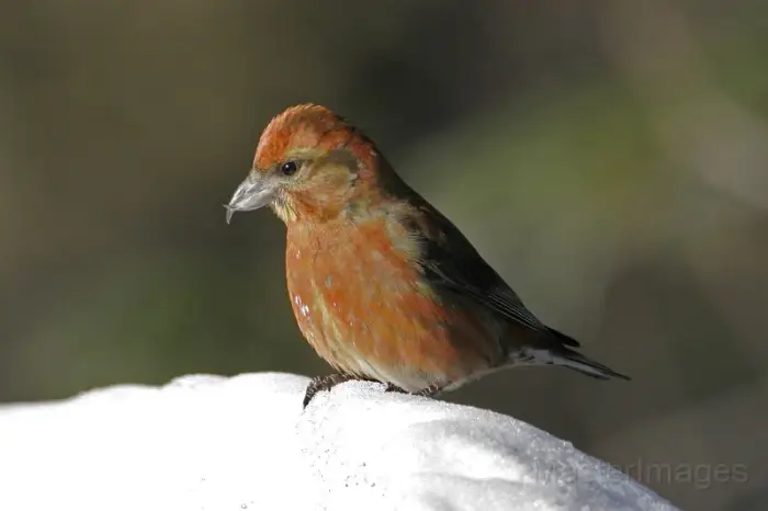 Red Crossbills are regularly found along Route 28N&#44; but may take some effort to track down. Image courtesy of MasterImages.org.