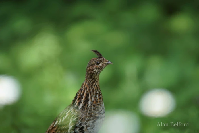 We spooked a couple Ruffed Grouse while we hiked the Roosevelt Truck Trail.