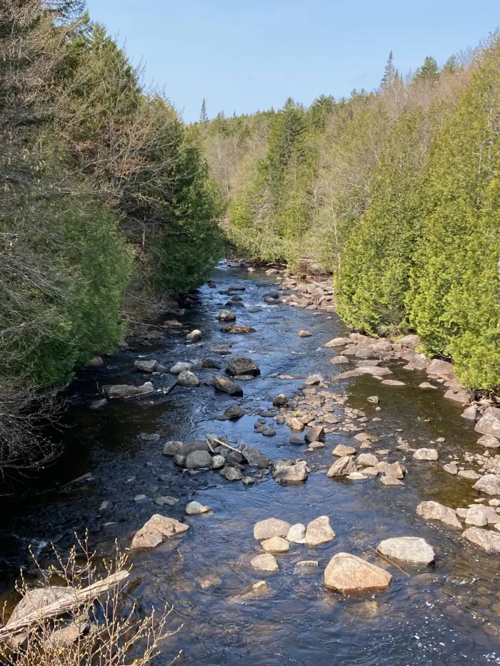 A rushing river with stones throughout on a sunny day.