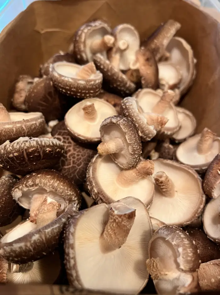 A cluster of Shiitake Mushroom