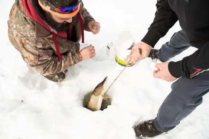 Two ice fishers pulling a fish (a pike) from a hole.