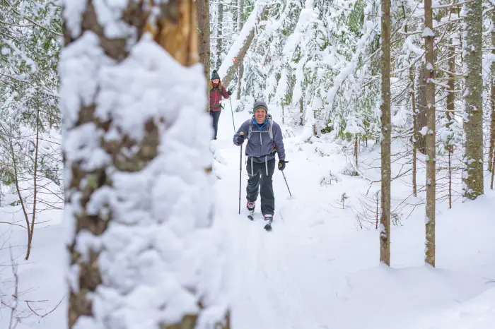 A couple people ski through the woods