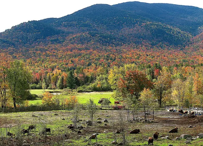 The Adirondack Buffalo Company has a ranch in the valley&#44; with mountains beyond.