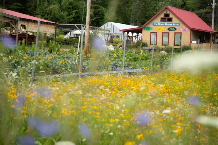 A farm store sits behind a field of flowers.