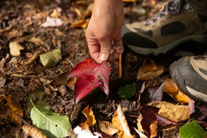 A close-up view of a hiker's hand holding a brightly colored leaf near the forest floor