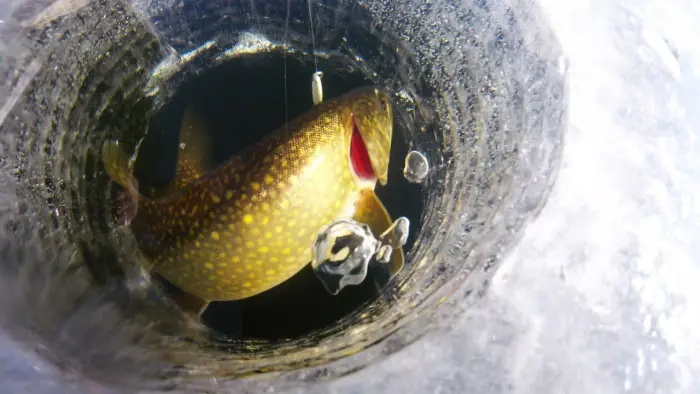 The suspense is high&#44; since the strike occurs under the ice&#44; where the fish cannot be seen.