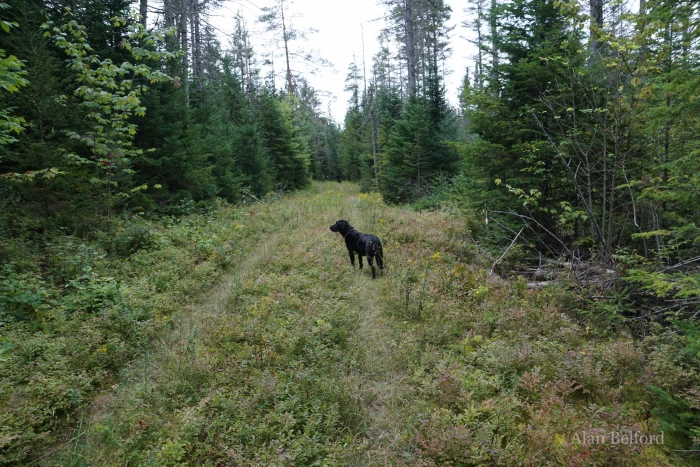 Wren - nose in the air - checks out the Roosevelt Truck Trail.