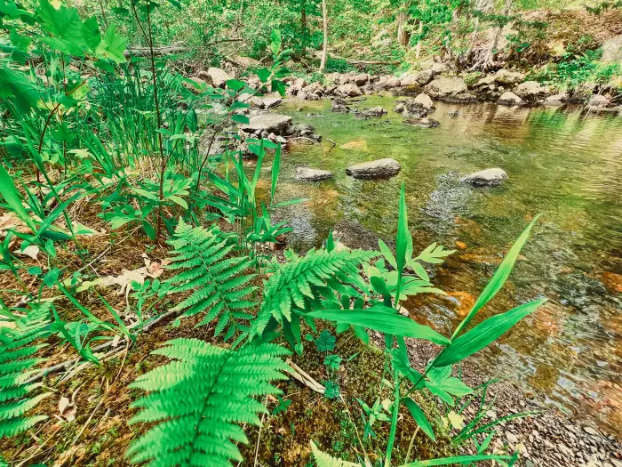 A fern and other green plants along a brook in the forest