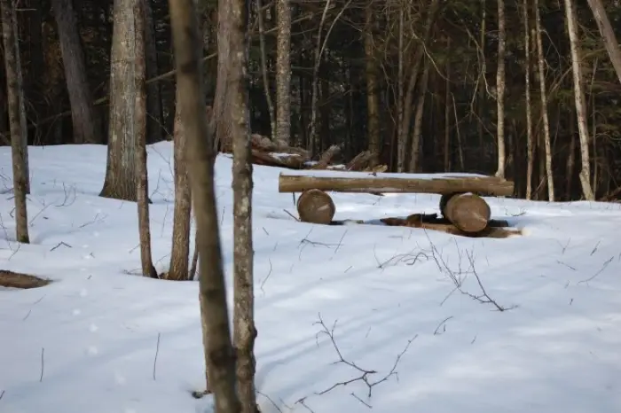 Fox tracks and bench on Severance