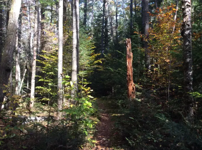 When the leaves start to fall&#44; the sunlight brightens the forest path in a new way.