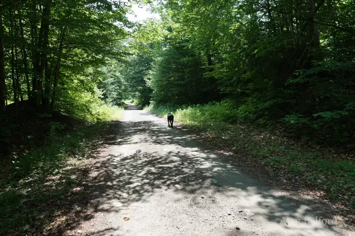 The trail follows the road beyond the last parking area.