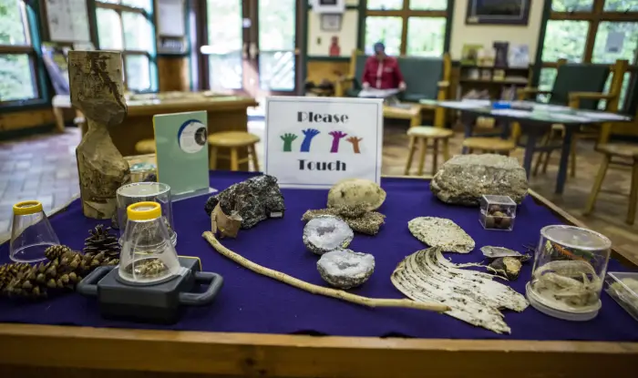 A table filled with natural specimens including birch bark on a touch table.