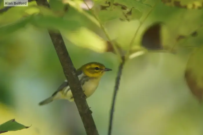 Many warblers are coming this spring - including Black-throated Green Warblers.