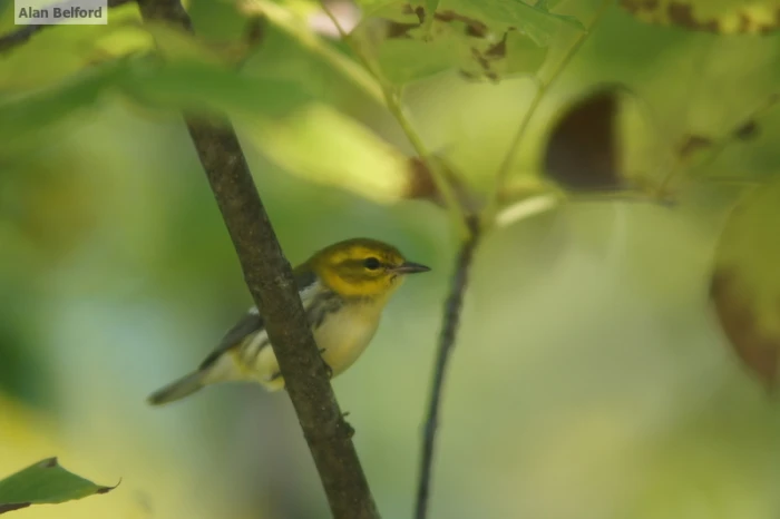 We found Black-throated Green Warblers as we drove and as we hiked.