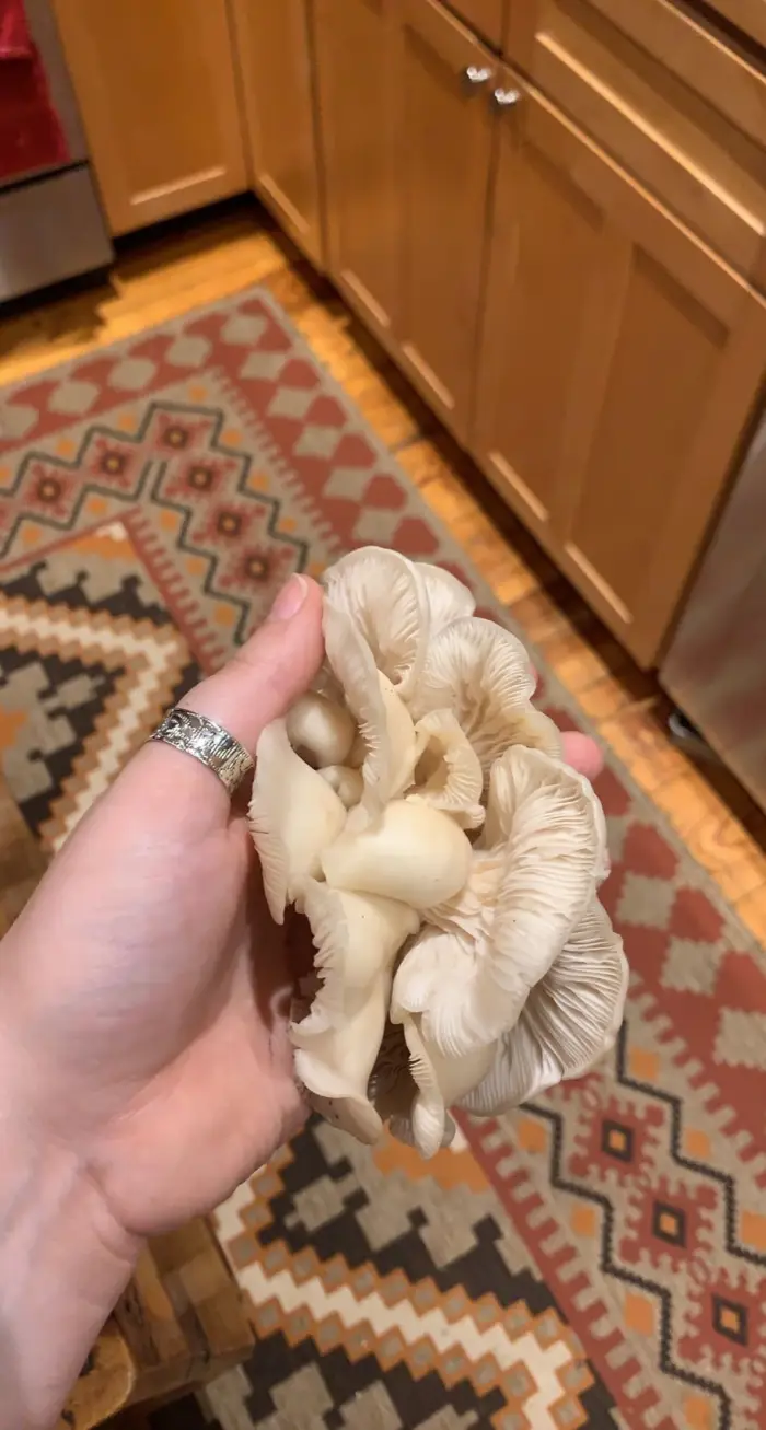 A clump of Oyster Mushrooms grown from logs