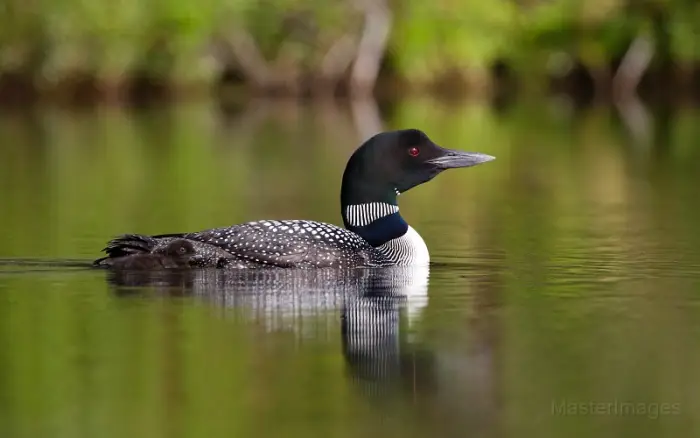 A fishing Common Loon topped off our paddle. Image courtesy of MasterImages.org.
