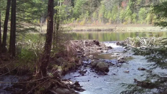 Beaver-made dam