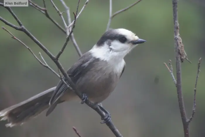 Gray Jays can be found in some of the places around Cheney Pond and on the trail to Lester Dam.