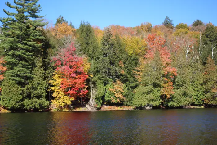 A mixture of fall foliage and evergreens along a shoreline with bright blue sky overhead.